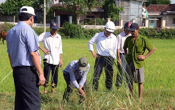 Bình Định: Không tìm thấy thêm thanh giằng bê-tông bằng cây gỗ ảnh 2