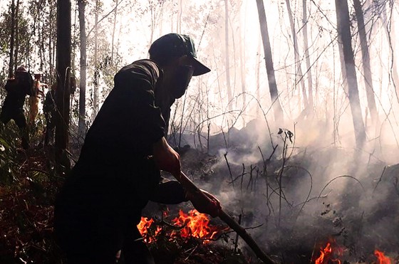 Cháy hơn 50ha rừng tràm ở Kiên Giang 