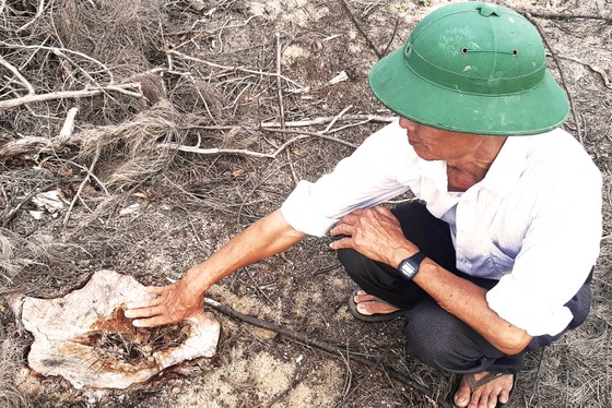Phá trắng, đốt sạch trên 140ha rừng ở Bình Định ảnh 9