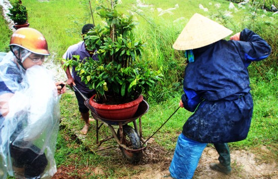 Vựa mai lớn nhất miền Trung đưa mai đi tránh bão ảnh 1
