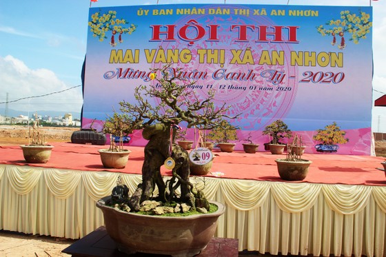 Hàng trăm "đại lão mai" tranh tài ở đất võ ảnh 3
