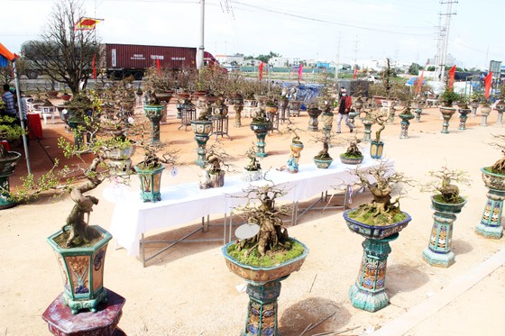 Hàng trăm "đại lão mai" tranh tài ở đất võ ảnh 2