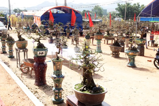 Hàng trăm "đại lão mai" tranh tài ở đất võ ảnh 1