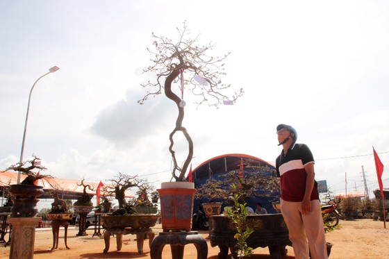 Hàng trăm "đại lão mai" tranh tài ở đất võ ảnh 11