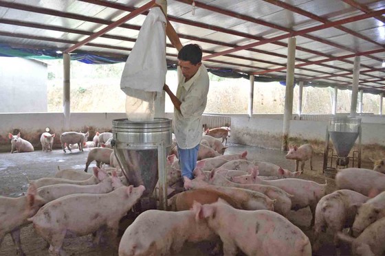 Quảng Nam thận trọng khi tái đàn heo ảnh 2
