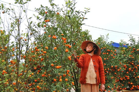 Vừa qua tết, chộn rộn thu mua quất 'xác' ảnh 3
