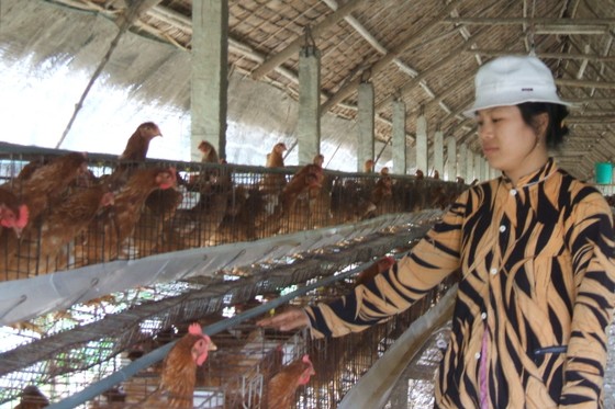 Báo động thực phẩm chăn nuôi, thuốc thú y kém chất lượng ảnh 1