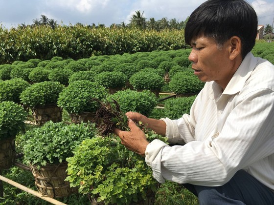 Hàng chục ngàn ha lúa bị ngã đổ sau bão số 16 ảnh 2