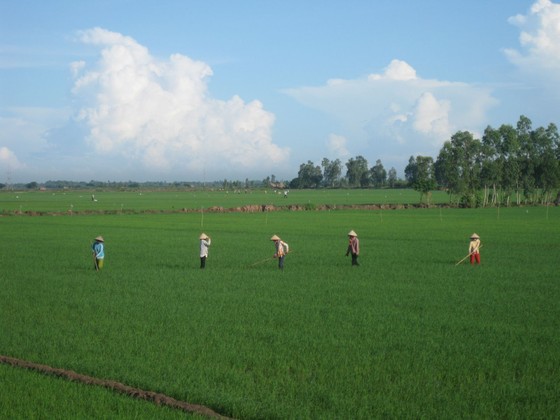 ĐBSCL: Hơn 30.700 ha lúa bị nhiễm bệnh muỗi hành ảnh 1