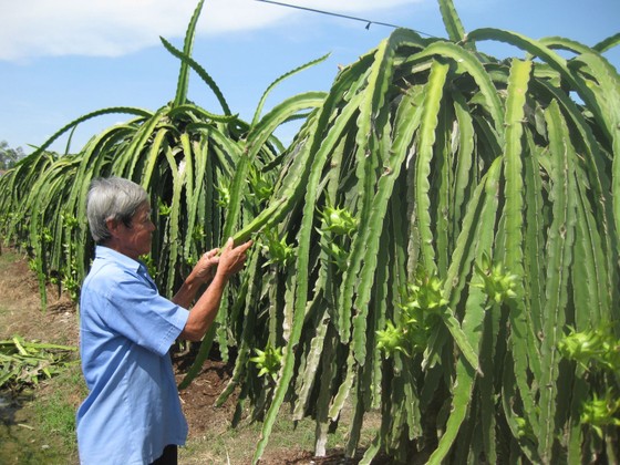 Thanh long ĐBSCL hút hàng, nông dân trúng đậm ảnh 1