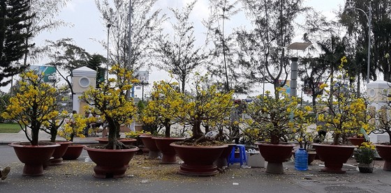 ĐBSCL: Hoa kiểng giảm giá chiều 30 Tết ảnh 1