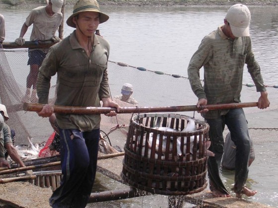 Năm 2019: Xuất khẩu cá tra nỗ lực đạt 2,4 tỷ USD ảnh 1