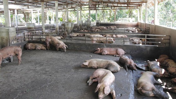 Lo ngại "đặc trưng sông nước" của ĐBSCL khiến dịch tả heo châu Phi lây lan ảnh 1