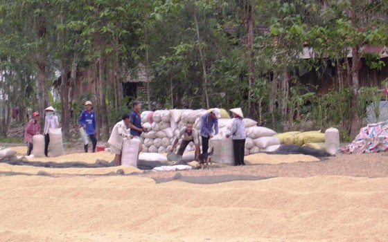 Lúa hè thu đầu vụ mất mùa, rớt giá ảnh 1