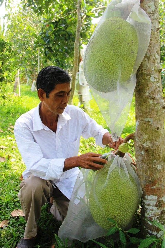 Cảnh báo ùn ùn trồng mít Thái xuất sang Trung Quốc ảnh 1