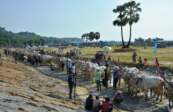 Hàng chục ngàn người xem đua bò Bảy Núi An Giang 2019 ảnh 1