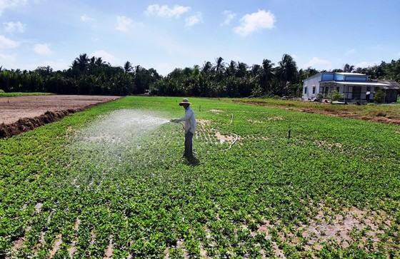 Chuyển 50.000ha đất lúa bị hạn mặn sang trồng cây con khác ảnh 1
