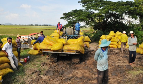 Sản lượng lúa đông xuân ở ĐBSCL đạt hơn 10,7 triệu tấn ảnh 1