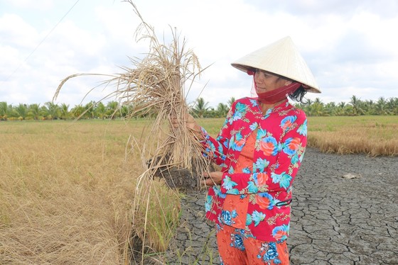 Hơn 22.554 hộ ở Tiền Giang được cấp nước ngọt cứu vườn cây ảnh 4