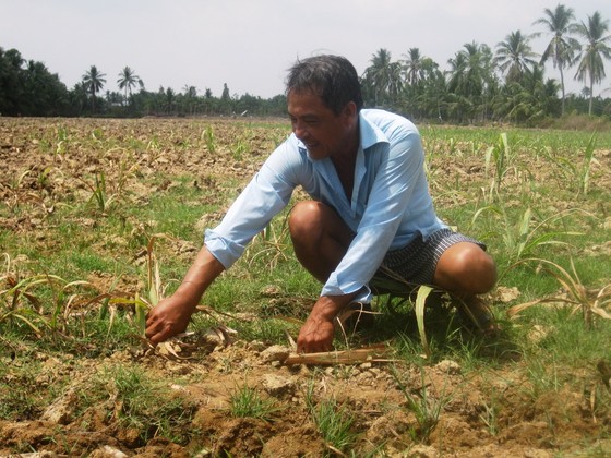 Nông dân ĐBSCL phá bỏ hàng ngàn héc-ta ruộng mía  ảnh 2