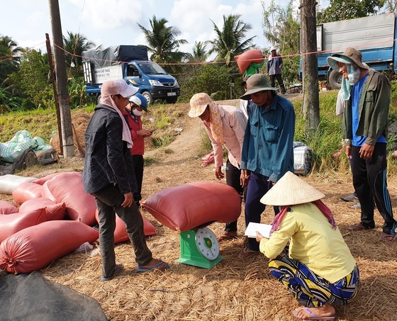 Giá lúa ở ĐBSCL giảm nhẹ do doanh nghiệp hạn chế thu mua ảnh 1