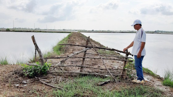 Nuôi tôm tự phát gây thiệt hại đất lúa ở Kiên Giang  ảnh 2