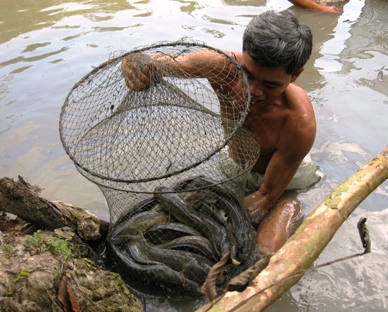 Nhiều hộ thua lỗ cá tra đã chuyển sang nuôi cá trê, cá lóc ảnh 3