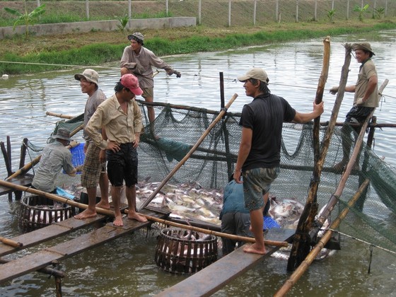 Nhiều hộ thua lỗ cá tra đã chuyển sang nuôi cá trê, cá lóc ảnh 1