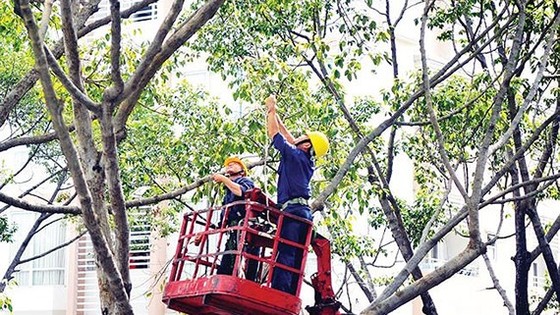 Chăm sóc, xử lý cây xanh không thông qua đấu thầu ảnh 1