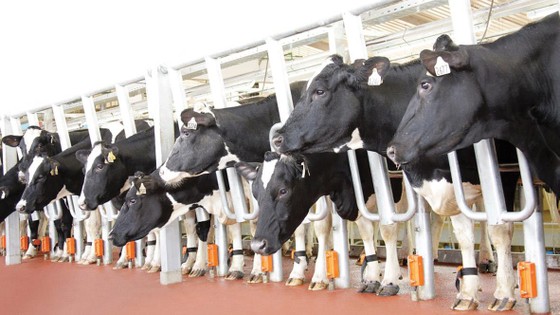 Tập đoàn TH “rủ” nông dân cùng làm giàu ảnh 1