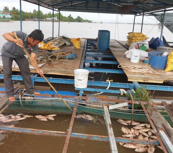 Nhiều bè cá trên sông Tiền chết chưa rõ nguyên nhân ảnh 1
