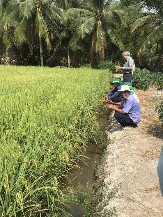 Canh tác lúa thông minh ở ĐBSCL: Giảm lượng giống thông minh nhưng vẫn tăng năng suất ảnh 1