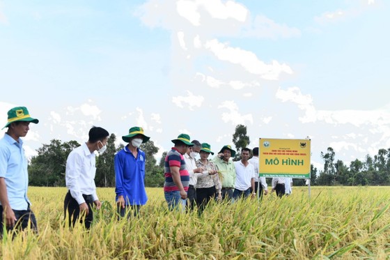 Canh tác lúa thông minh cần được nhân rộng ra cả nước ảnh 1