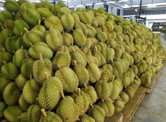 Vải thiều - hình mẫu tiêu thụ nông sản mùa dịch? ảnh 2 Vải thiều - hình mẫu tiêu thụ nông sản mùa dịch? ảnh 2
