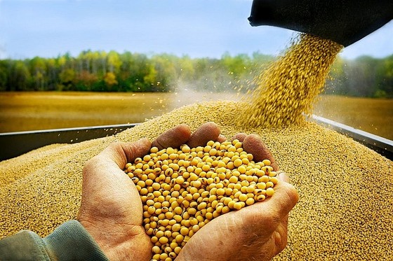 Bộ Tài chính xem xét giảm thuế nhập khẩu khô đậu tương 
