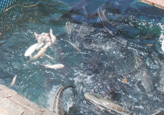 Người dân trên đảo Hòn Chuối lo lắng vì cá bớp nuôi lồng bè bị chết