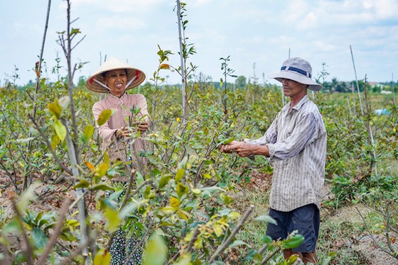 Quỹ hỗ trợ cộng đồng David Dương giúp người dân vươn lên thoát nghèo ảnh 3