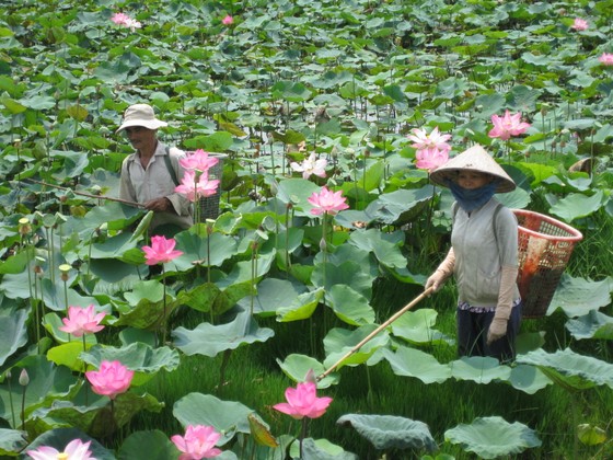 Khởi nghiệp từ cây sen ảnh 2