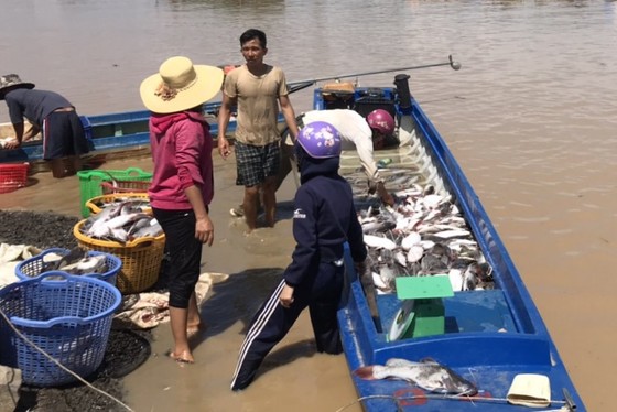 Cá bè La Ngà lại chết trắng sau mưa lớn ảnh 1