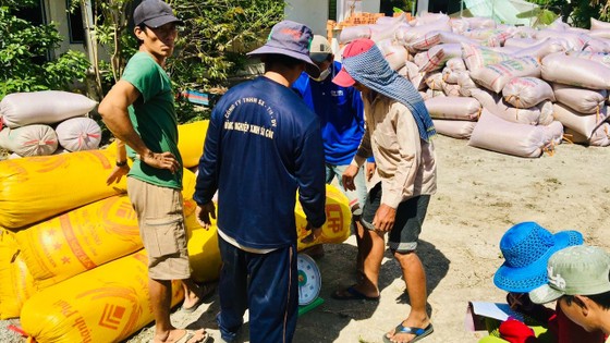 Nông dân thu hoạch lúa bán cho thương lái tại ruộng