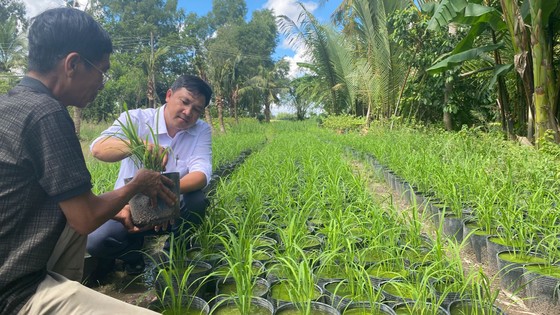 Khoảng 15.000 chậu lúa đã sẵn sàng phục vụ cho Festival quốc tế ngành hàng lúa gạo Việt Nam - Hậu Giang 2023