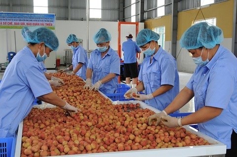 The transportation cost has accounted for 61 percent of total logistics cost for fruit and vegetable products. (Photo: kinhtedothi.vn)