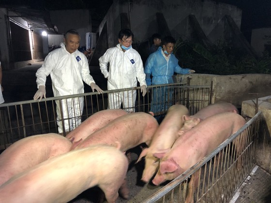 Hơn 300 heo giống Thái Lan đầu tiên nhập về Đồng Nai ảnh 5