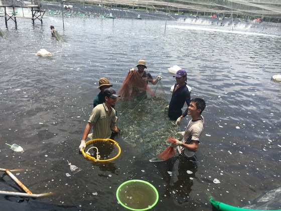 Chăn nuôi, thủy sản đang thua lỗ hàng tỷ đồng do dịch Covid-19 ảnh 1