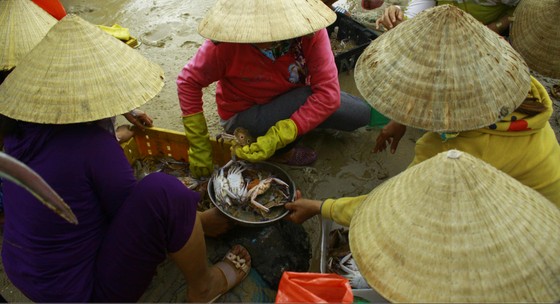 Cá lưỡi trâu, cua mặt trăng được mùa ảnh 6