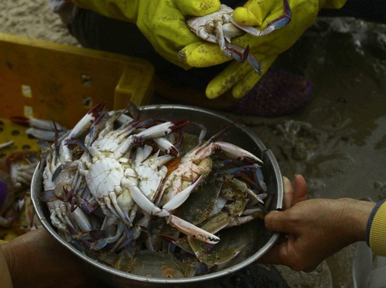 Cá lưỡi trâu, cua mặt trăng được mùa ảnh 1