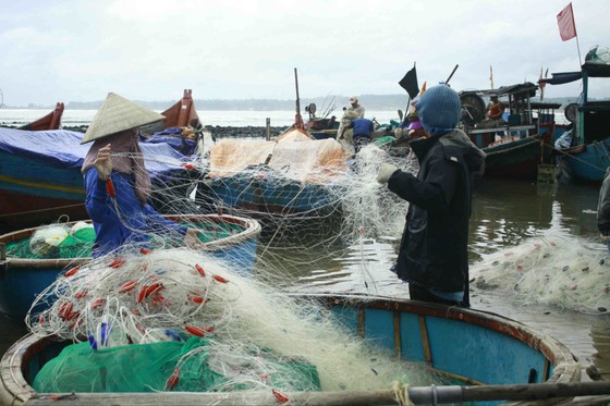 Cá lưỡi trâu, cua mặt trăng được mùa ảnh 3
