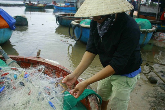 Cá lưỡi trâu, cua mặt trăng được mùa ảnh 4