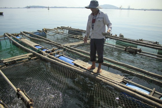 Cá 1 triệu đồng một con, người nuôi lãi lớn ảnh 2