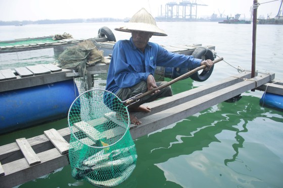 Cá nuôi lồng bè chết hàng loạt, người nuôi bán tháo giá rẻ ảnh 2